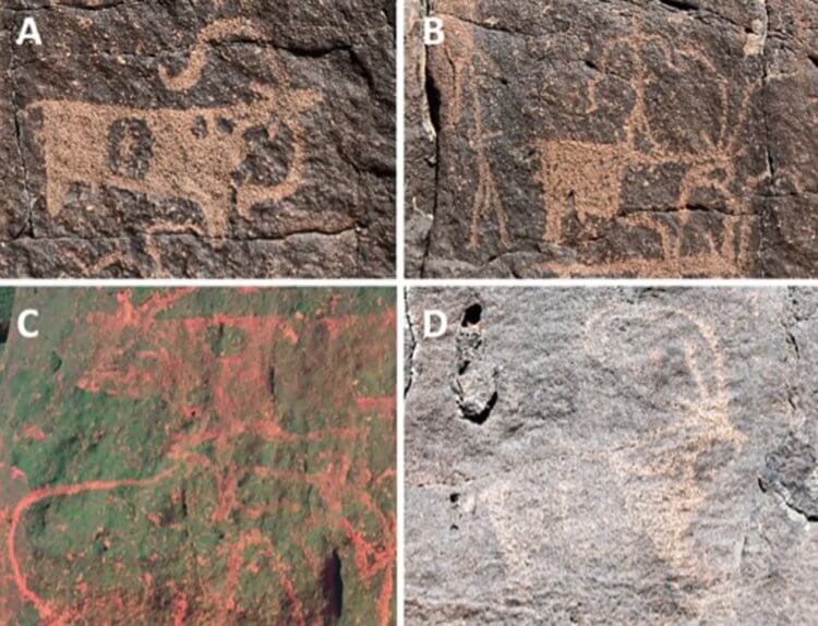 Наскальные рисунки древних людей. Наскальные рисунки недалеко от Умм-Джирсана. Источник изображения: PLOS One. Фото.