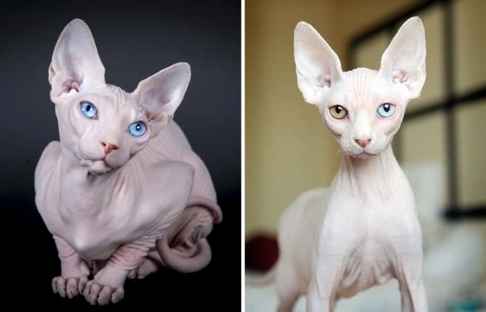 unusual_sphynx_cat3.jpg