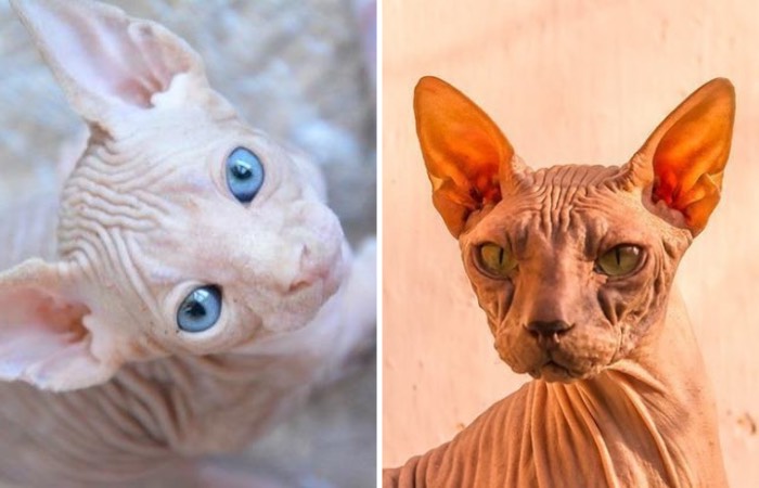 unusual_sphynx_cat5.jpg