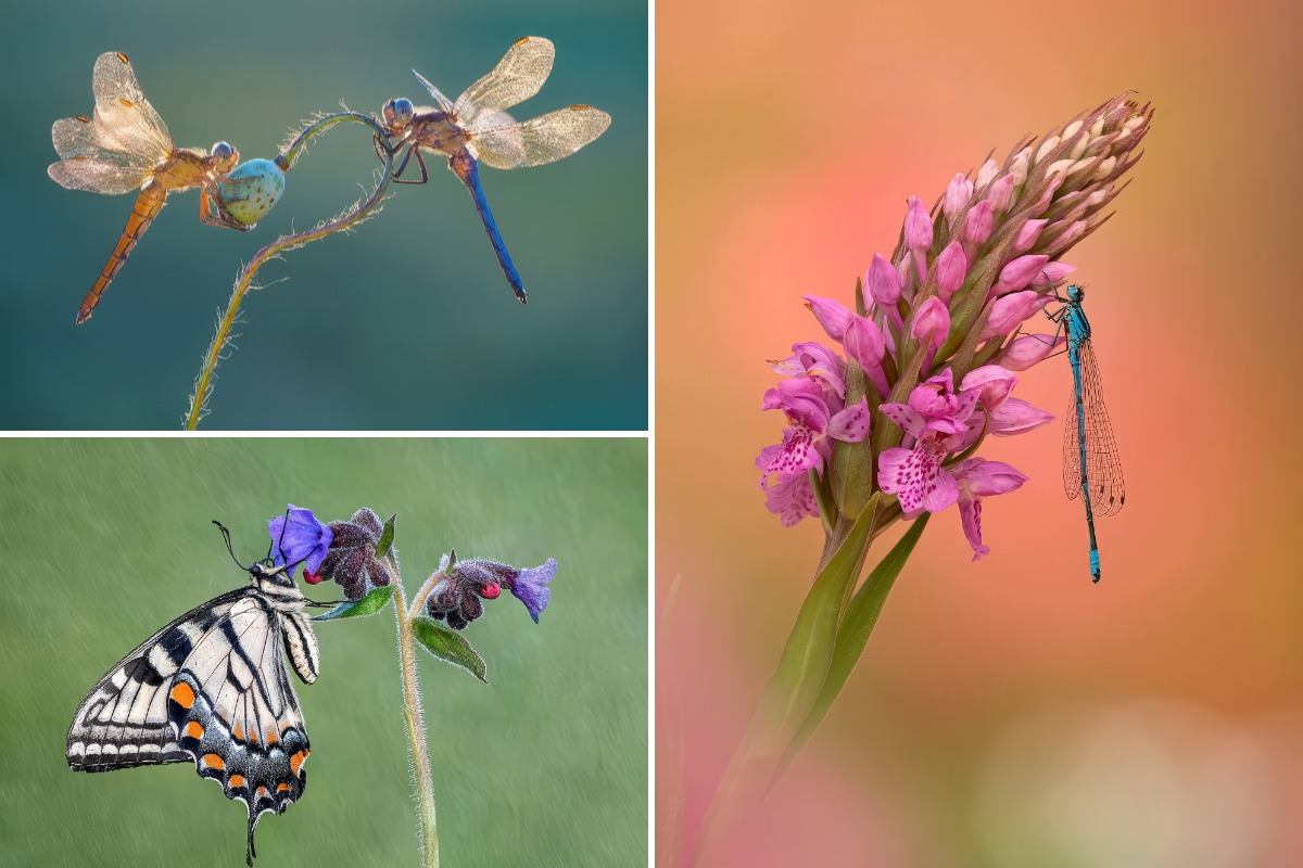 Garden Photographer of the Year Awards: захватывающие моменты макросъемки