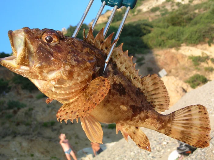 Скорпена: ядовитый хищник Чёрного моря с шипами и отличной маскировкой