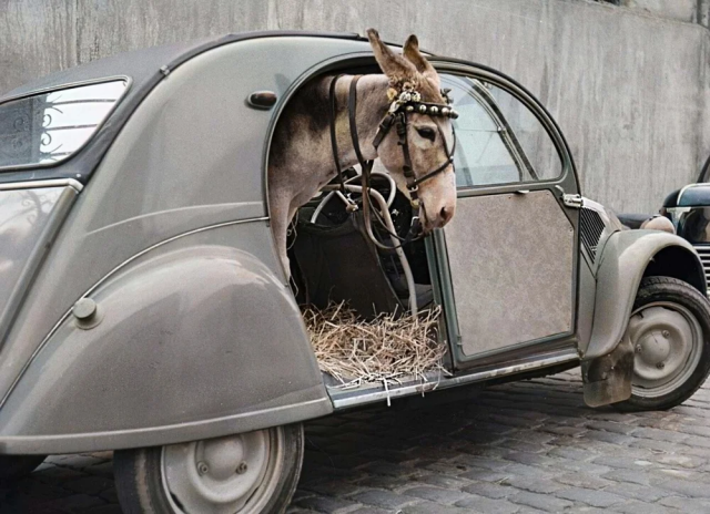 Осёл в микролитражном Citroën 2CV. Франция, ок. 1950 года.