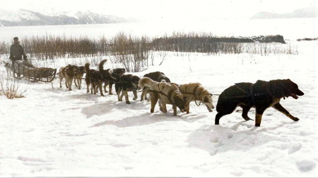 Доставка почты на собаках, Аляска, США, 1910 год.